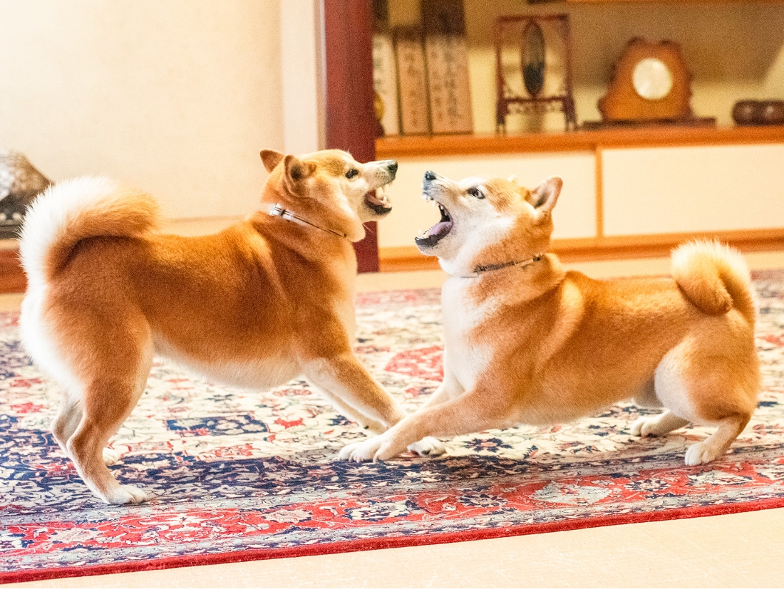 柴犬兄弟ゴン太とゲン太